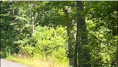 Multiple black bear sightings reported near Ringing Rocks campground in Upper Bucks County