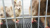 15 Iowa puppy breeders listed in Humane Society’s ‘Horrible Hundred’ report