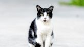 Black-and-White Cat Shows German Shepherd Whose Territory He's Trespassing on in Funny Video