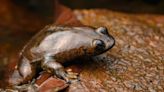 World’s only lungless frog species actually does have lungs after all