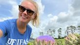 New Florida artichoke varieties can be healthy food or a beautiful flower crop