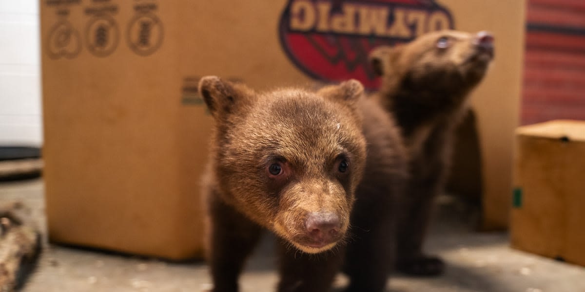 Sedgwick County Zoo welcomes 2 orphaned black bear cubs