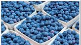 Jersey Firsts: How a pioneering Jersey woman changed the blueberry industry forever