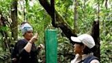 The butterfly traps are made of green nets that blend in with the forest canopy