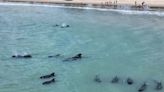 Al menos 20 ballenas pilotos quedaron varadas cerca de una playa en el noreste de Brasil