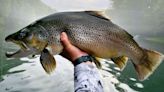 Arkansas angler double snags trophy fish in Greers Ferry Lake