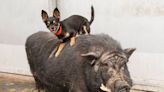 Chihuahua and Pig Best Friends Named Timon and Pumbaa Rescued Together in Arizona