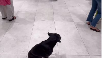 Mumbai Westside store offers shelter to stray dog during rain; as video goes viral, Ratan Tata receives praise