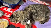 Mark Caudill: Katy the cat rallies from the brink of death