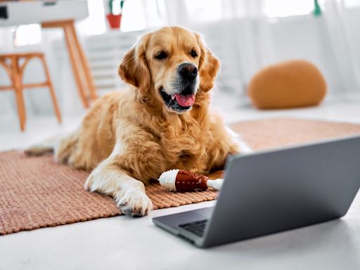 Golden Retriever’s Parody About Online Dating Is So Relatable