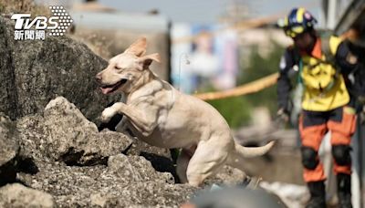 任務結束！新北搜救犬「木蘭」癌逝 領犬員淚成瀑布：永遠驕傲│TVBS新聞網