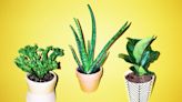 These Are The Best Indoor Plants That Can Handle Neglect
