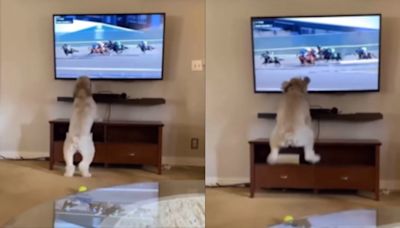 Pet Dog Jumps & Dances While Watching Horse Riding Race On TV; Old Video Goes Viral Again
