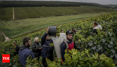 Climate change, harsh weather in France bring challenges to Chablis wine country - Times of India