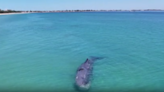 Stranded sperm whale filmed with swimmers in Australia dies