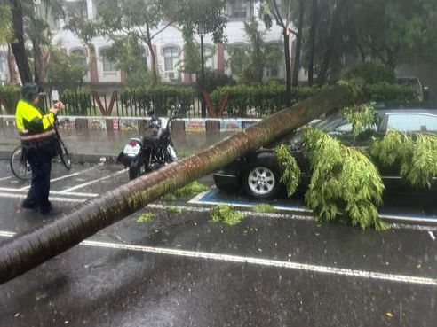 台南午後大雷雨 椰子樹倒塌壓毀路旁轎車 - 社會