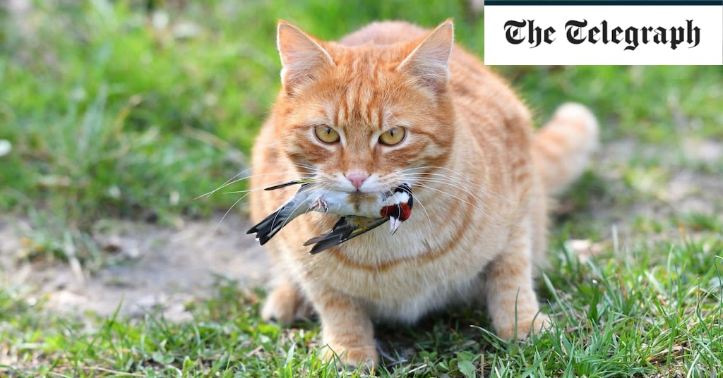 Cats should wear bells to stop them killing birds, says Natural England chair