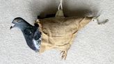 Rare pigeon parachute used to carry messages amid WWII found in old shoebox