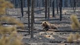 Canada wildfires 2024: Smoke from intense wildfires across Alberta, B.C. is drifting as far south as Colorado, NASA satellite imagery shows