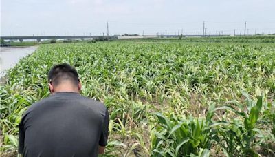 雲林逾百公頃玉米因強降雨倒伏 籲中央啟動天災救助 - 生活