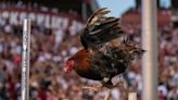 South Carolina Gamecocks live mascot has a new name — and no, it isn't Cock Commander