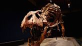 Smarter Than Monkeys? Scientists Challenge Claim of T. Rex Intelligence