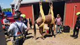Crews help rescue horse collapsed in its stall in Moneta