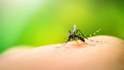 El truco del ventilador para que no te piquen los mosquitos por la noche