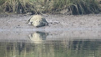 Crocodile Attack In Australia: Missing 12-Year-Old Girl's Remains Found