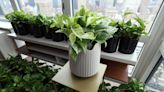 A New Company Claims Its Plants Can Purify Air 30 Times Better