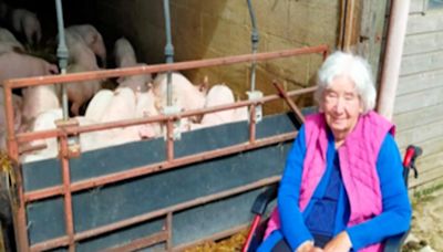 Retired farmer relishes in nostalgic visit to pig farm