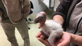 Zoo gives condor chicks a lift