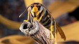 Asian hornets warning as aggressive 3cm long flying insects with nasty sting surge in UK