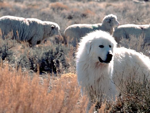 Hiker in French Alps attacked by a pack of Pyrenean mountain dogs