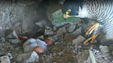 Falcon chicks hatch on Alcatraz Island after parents protect 4 eggs through CA storms