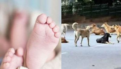 Hyderabad: Toddler Mauled To Death By Stray Dogs