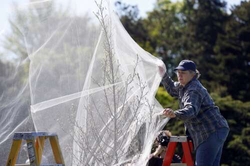 How to protect young and vulnerable trees from the imminent cicada emergence