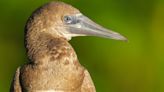 Birders have rare chance to see brown booby in Indiana's Spring Mill State Park now