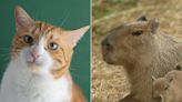 A bunch of capybaras adopted a stray orange cat in Malaysia, and now it's officially part of the enclosure at the country's national zoo