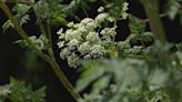 Dog owners warned to be aware of deadly poison hemlock