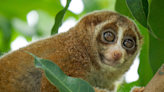 Rare Baby Pygmy Slow Loris Born at Memphis Zoo