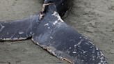 Researchers blame lobster industry after endangered whale washes up dead: 'A campaign of denial'