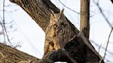 Flaco, the owl that escaped from Central Park Zoo, is dead after hitting a building