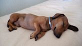 Internet loves sleeping dachshund "dreaming about great things in his life"