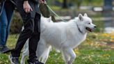 Sortir son chien : les choses à faire !