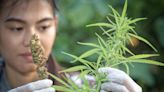 Canopy Growth's Stock Likely Hasn't Bottomed Out Just Yet