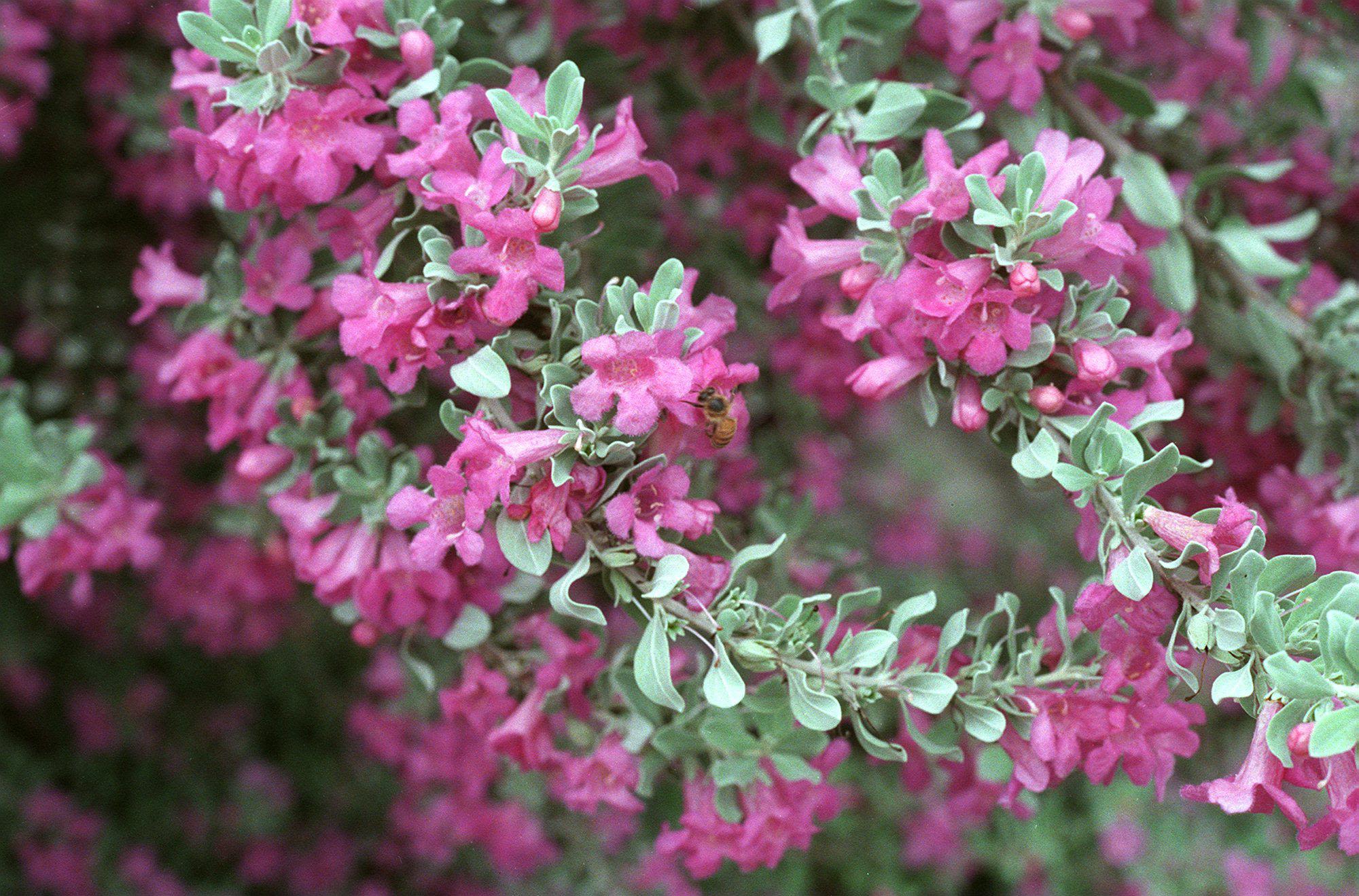 Are Texas sage blooms a sign more rain is coming?