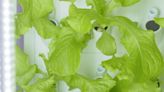 How hydroponic gardens in schools bring fresh produce to students