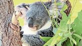 Daycation Destination: Mingle among the koalas of the Cleveland Metroparks Zoo