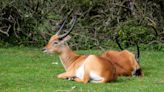 Zoo officials issue warning after identifying cause of death of young antelope: 'Today we lost a beloved animal...'